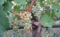 Marsala: truffa ai fondi agricoli, nel mirino due imprenditori di Salemi