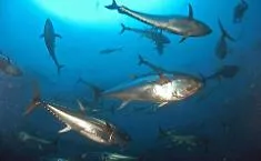 Tonno rosso, Trapani al centro della nuova partita del mare: pi&ugrave; quote, filiera forte e un piano triennale che pu&ograve; cambiare il settore