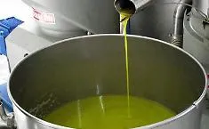 In mezza Sicilia si ferma la raccolta delle olive: &laquo;A 6,70 euro al kg non copriamo le spese&raquo;, Comuni con gli agricoltori