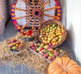 La Sagra del ficodindia di San Cono festeggia 40 anni: food, concerti, una sfida tra chef con giuria presieduta da Ciccio Sultano