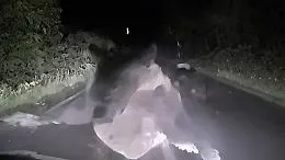 Faccia a faccia con l'orsa bruna in Giappone: l'assalto ripreso dalla dashcam &egrave; impressionante