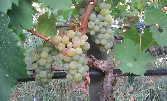 Marsala: truffa ai fondi agricoli, nel mirino due imprenditori di Salemi