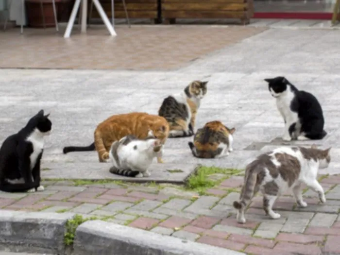 Gatti uccisi con le esche: denunciato un 68enne